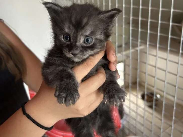 6 chatons Maine Coons à réserver (LOOF)