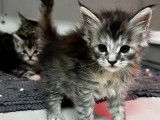 6 chatons Maine Coons à réserver (LOOF)