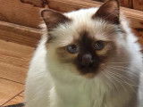 À vendre un chat Sacré de Birmanie LOOF chocolat d’un an
