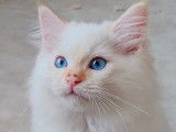 1 chaton mâle Ragdoll LOOF disponible à la réservation