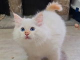 1 chaton mâle Ragdoll LOOF disponible à la réservation