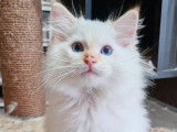 1 chaton mâle Ragdoll LOOF disponible à la réservation