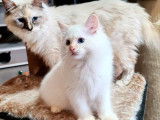 1 chaton mâle Ragdoll LOOF disponible à la réservation