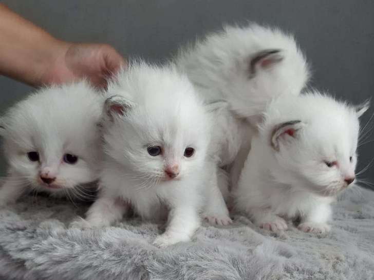 Chatons Ragdoll à vendre