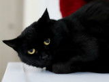 Bagheera, chatte noire à adopter