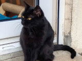 Bagheera, chatte noire à adopter