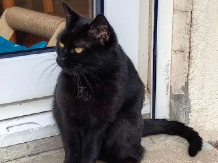 Bagheera, chatte noire à adopter