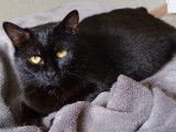 Bagheera, chatte noire à adopter