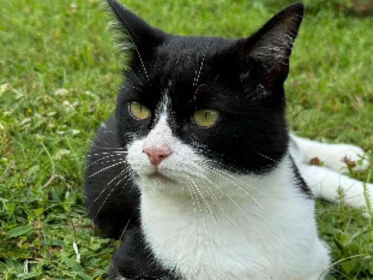 Nuqui, jeune chat noir et blanc à adopter