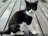 Nuqui, jeune chat noir et blanc à adopter