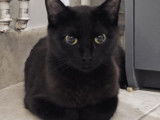 Sabah, chatte à adopter