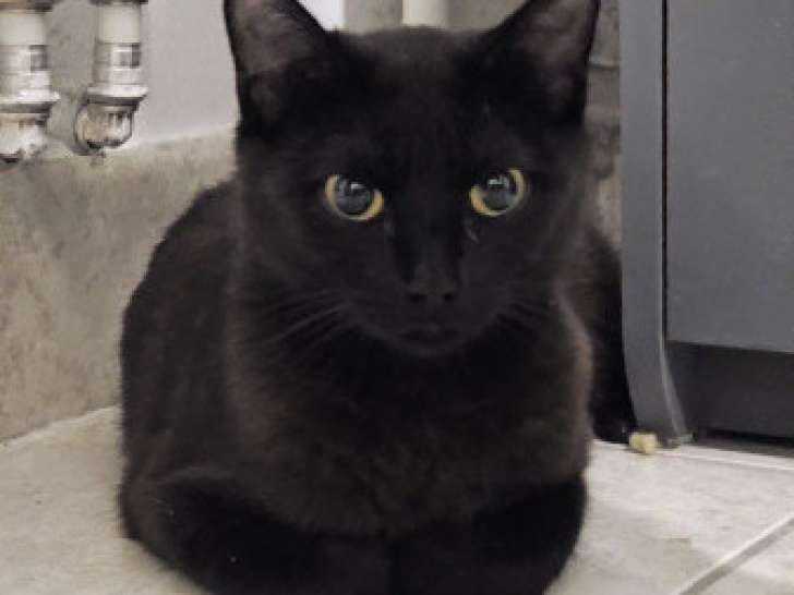 Sabah, chatte à adopter