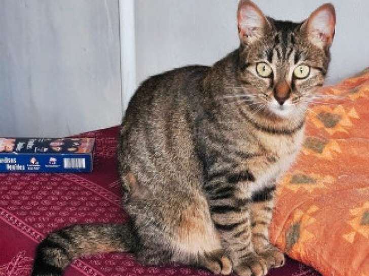 Inari, jeune chatte à adopter