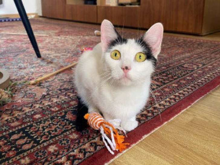 Olga, chatte blanc et noir à adopter