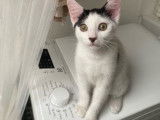 Kyuta, chaton à adopter