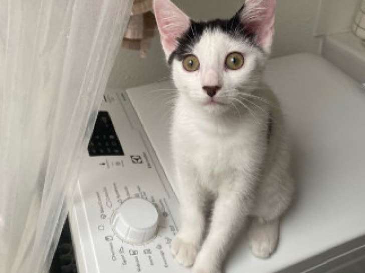 Kyuta, chaton à adopter