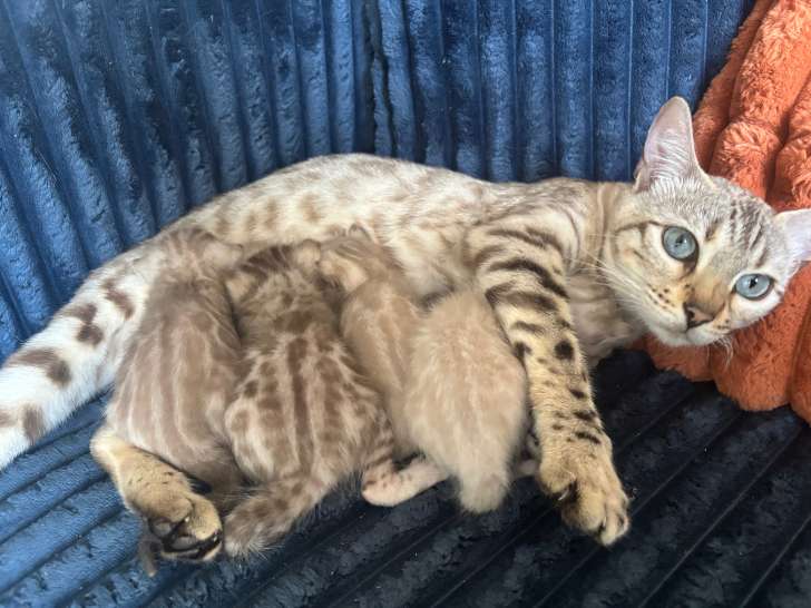 Chatons Bengal snow LOOF à vendre