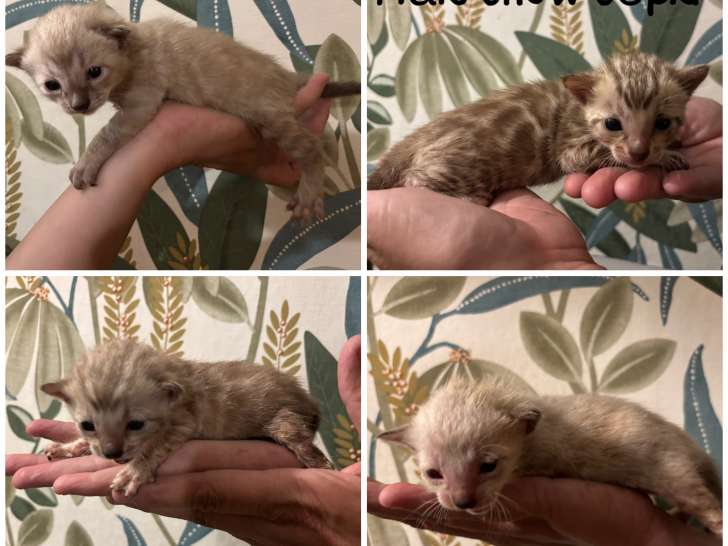 Chatons Bengal snow LOOF à vendre