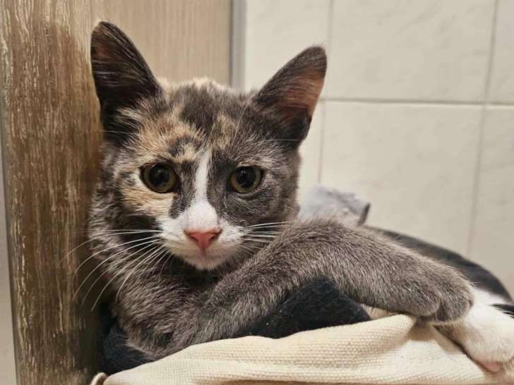 Aï, chatonne à adopter