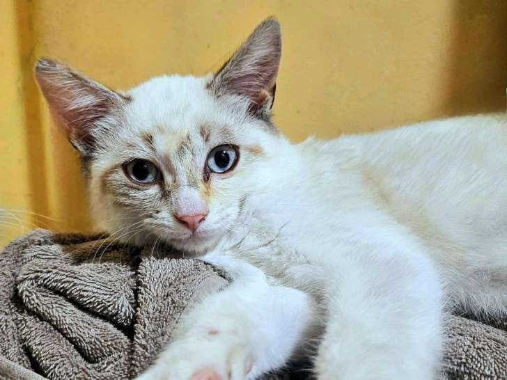 Ruby, chatonne à adopter