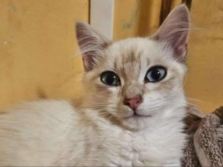 Aqua, chaton à adopter