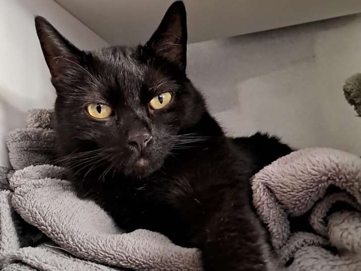 Shadow, chat à adopter en association