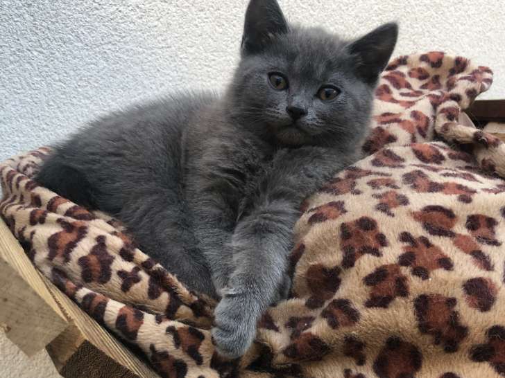 Chatons Chartreux LOOF à vendre