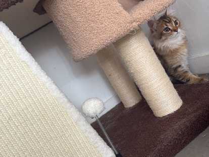 Chatons British Longhair à vendre