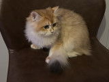Chatons British Longhair à vendre