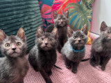 Chatons Lykoi à vendre