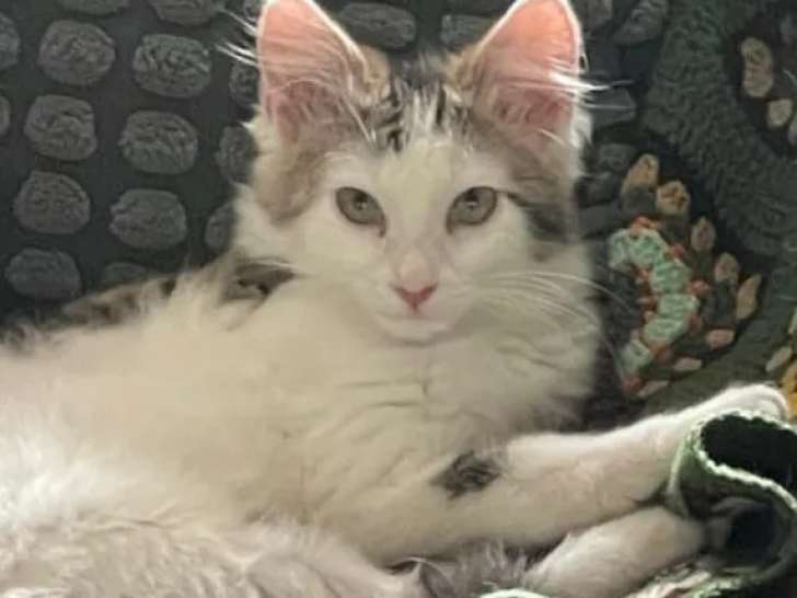 À adopter : chatonne tigrée blanche