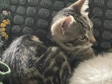 Disponible à l'adoption : chaton femelle de 5 mois