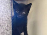 En attente d'adoption : chaton mâle noir
