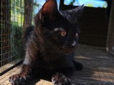 En attente d'adoption : chaton mâle noir