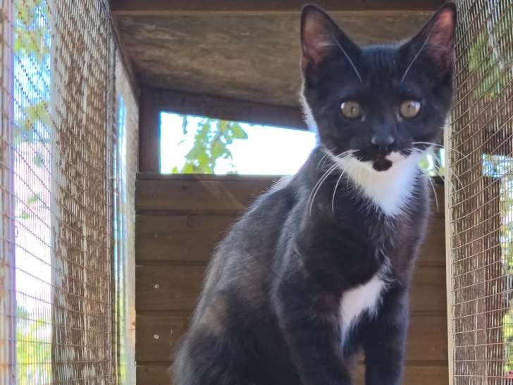 Prêt pour l’adoption : chiot mâle noir et blanc