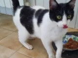 En attente d’une famille : chatte d'un an