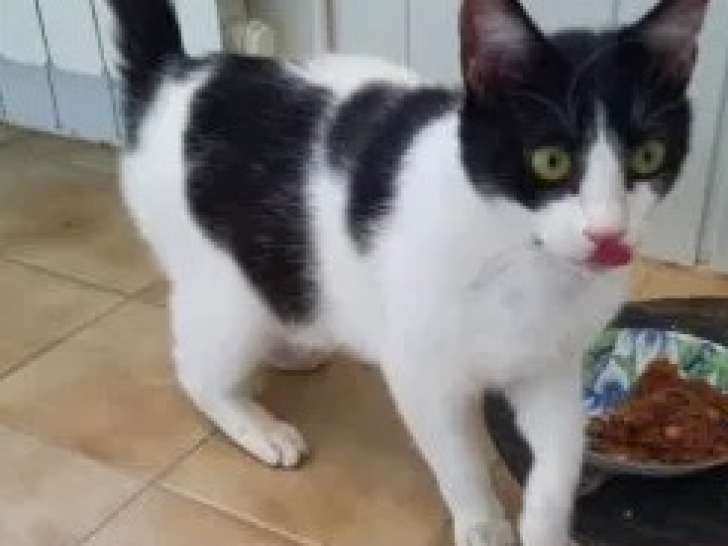 En attente d’une famille : chatte d'un an