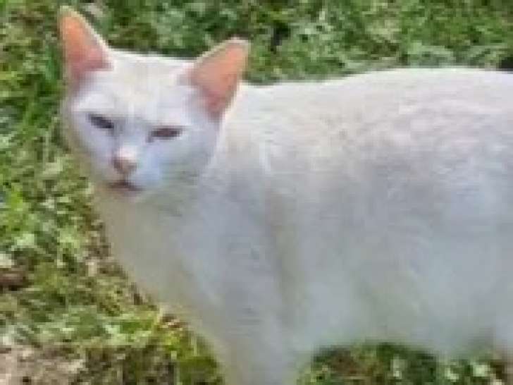 À accueillir : chatte de couleur blanche