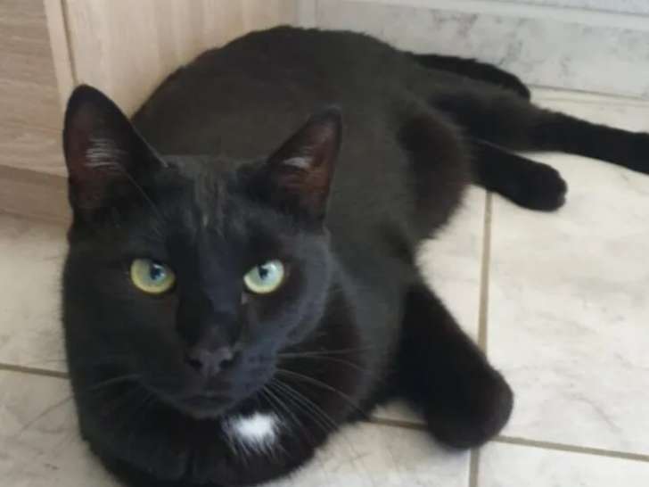 En quête d'un foyer : chat âgé de 9 ans