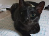 Adoption disponible : chat de couleur noire