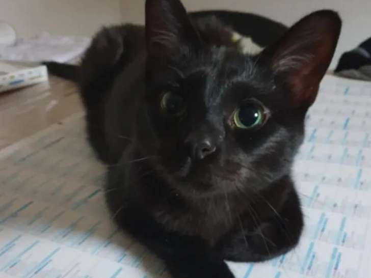 Adoption disponible : chat de couleur noire