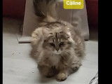 À la recherche d'un foyer : chatte tigrée grise