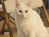 Chatte de 7 ans à adopter