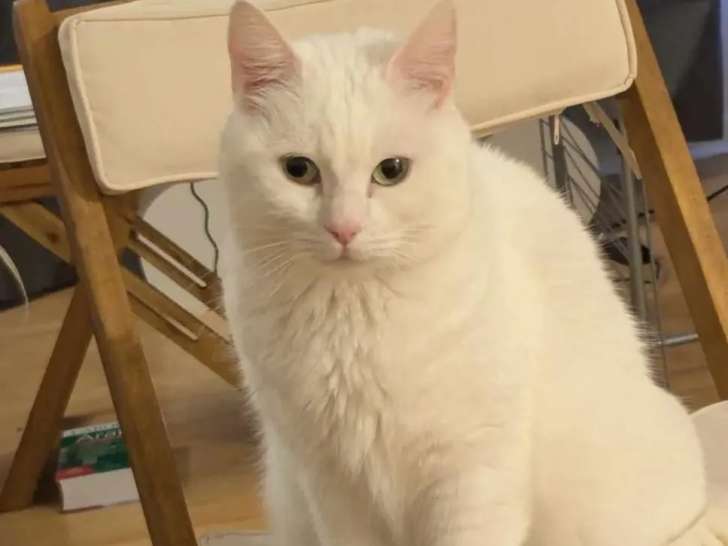 Chatte de 7 ans à adopter