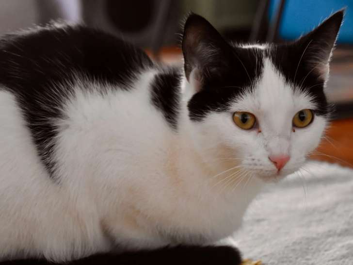 Chatte noire et blanche disponible à l'adoption