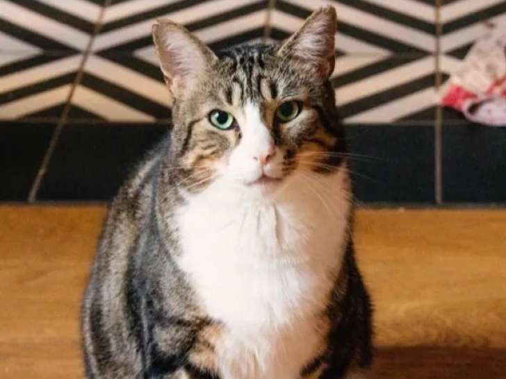Chat tigré blanc en attente d'adoption