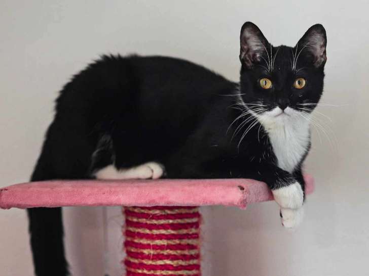 Chatte d'un an prête pour l’adoption