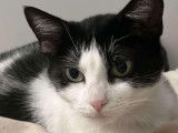Chatte de 3 ans à accueillir