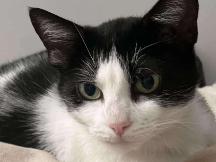 Chatte de 3 ans à accueillir