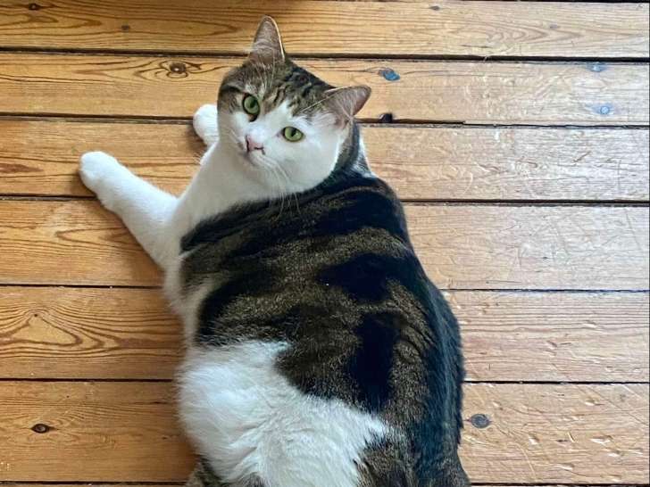 Chat de 4 ans en attente d'un foyer
